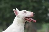 BULL TERRIER MINIATURE 118